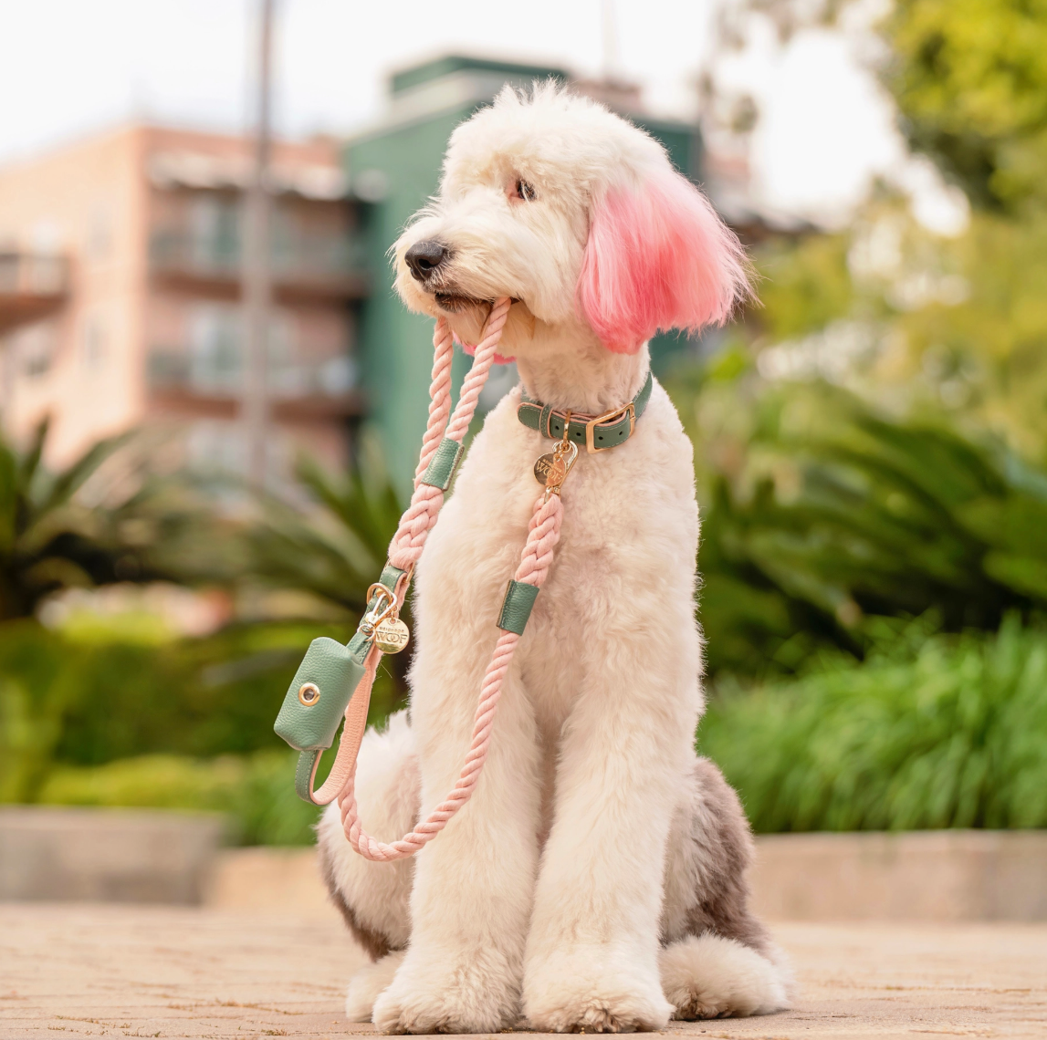 Leather Collar and rope leash pink and green